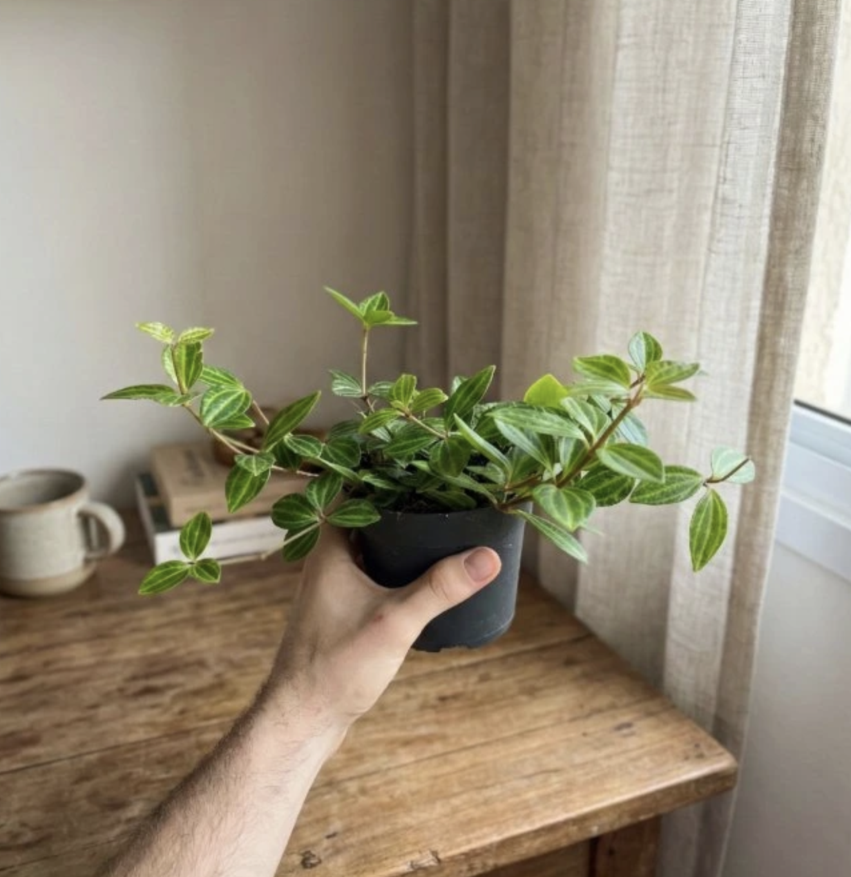 peperomia 
